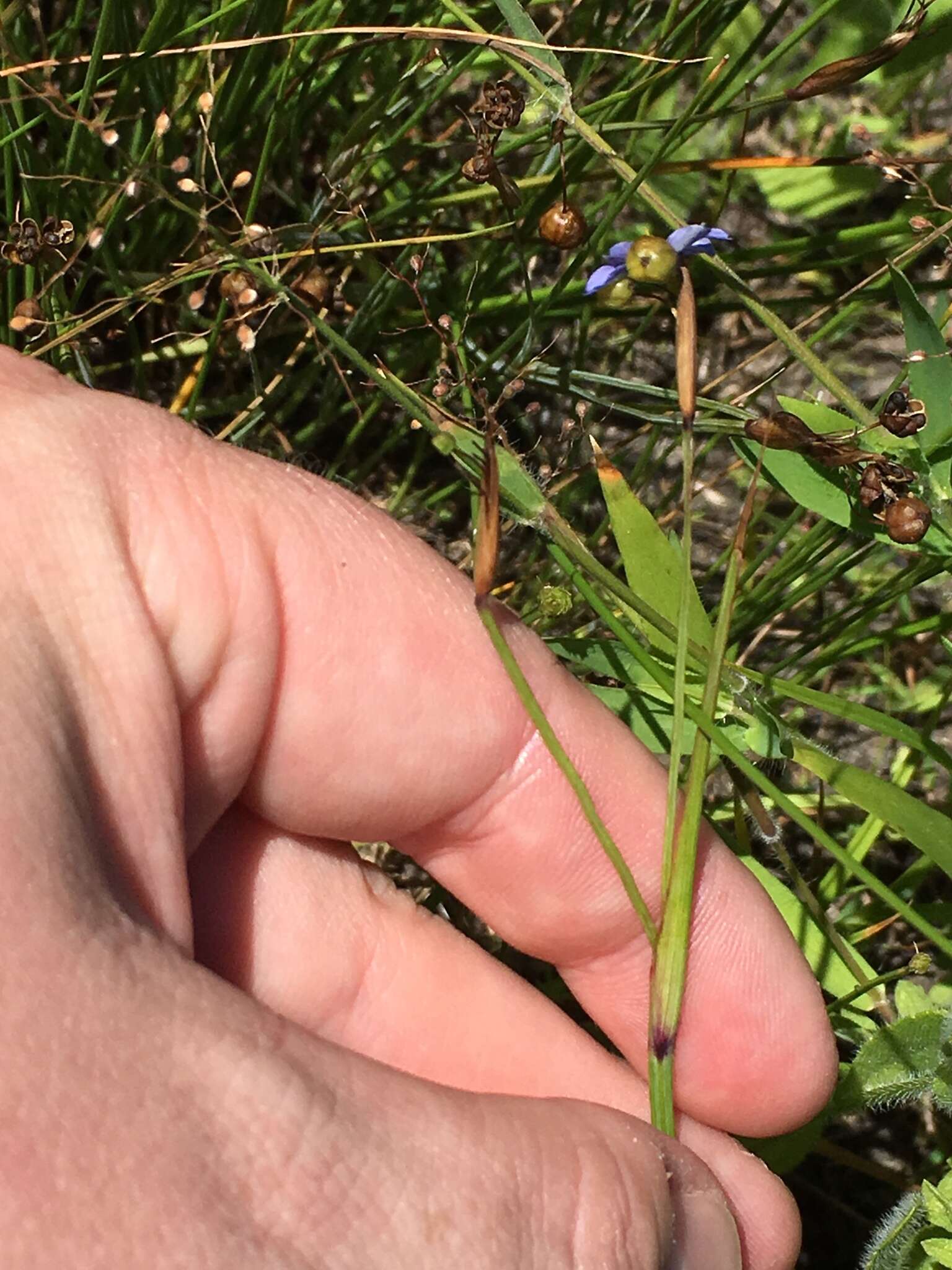 Image of Wiry Blue-Eyed-Grass