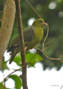 Image of Treron calvus virescens Amadon 1953