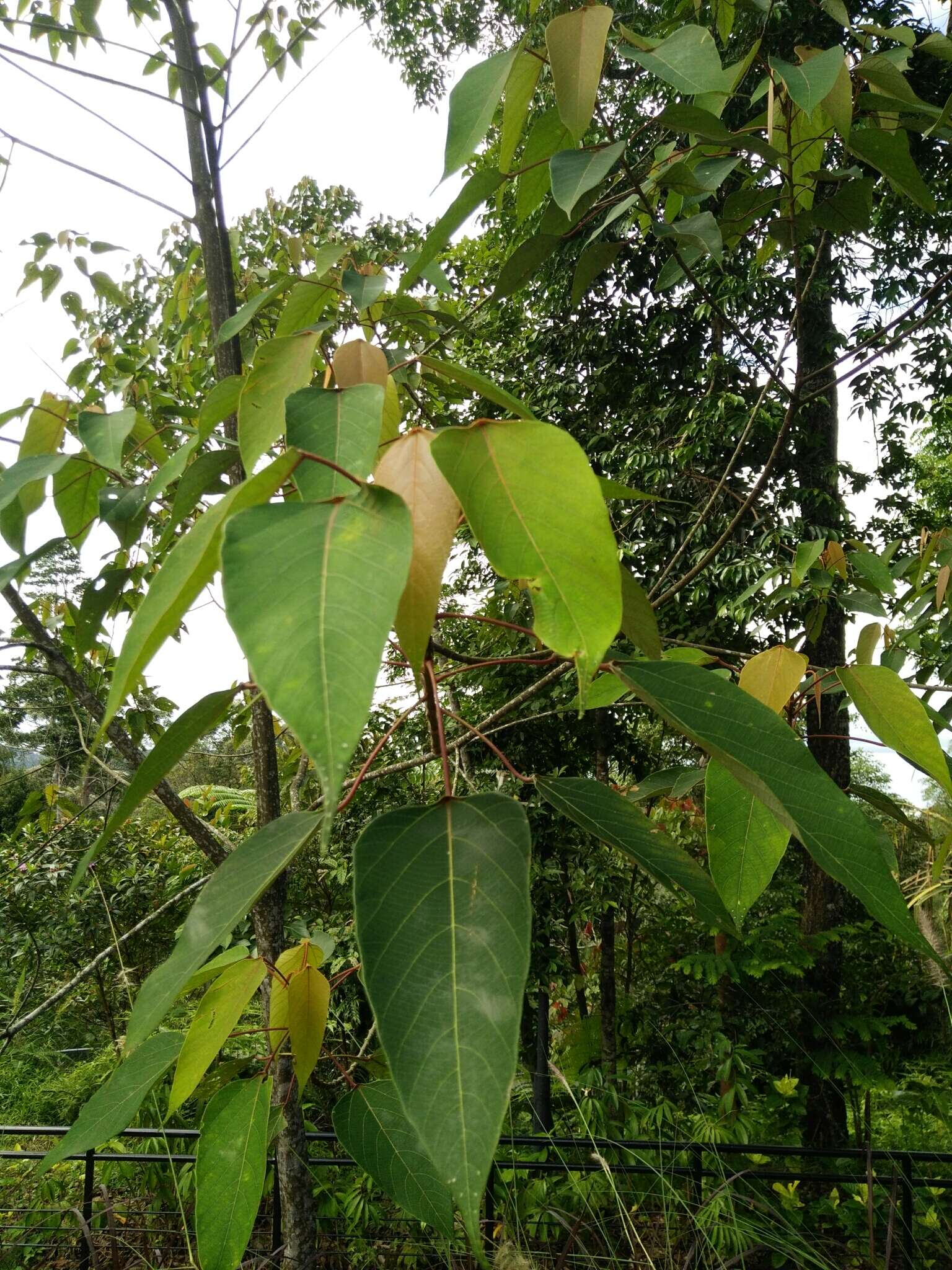 Image of Macaranga heynei I. M. Johnst.