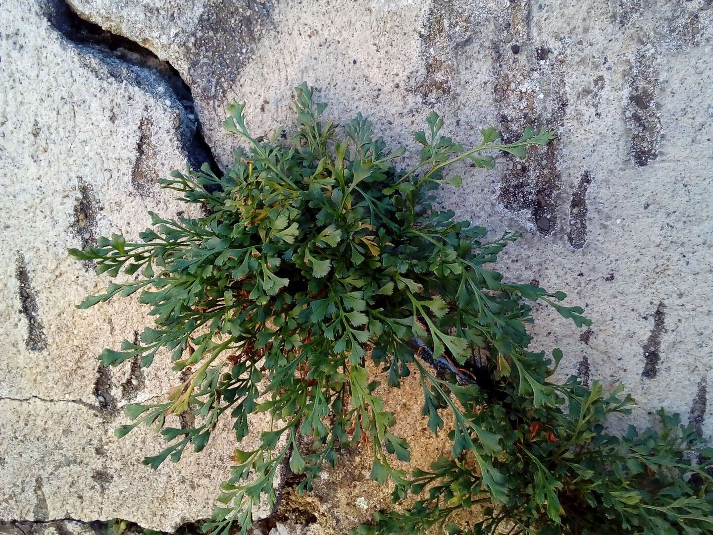 Sivun Asplenium ruta-muraria subsp. ruta-muraria kuva