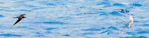 Image of Brown-backed terns