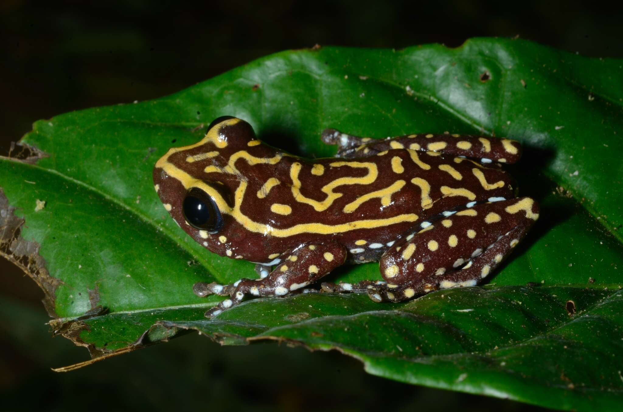 Image of Hyperolius pardalis Laurent 1948