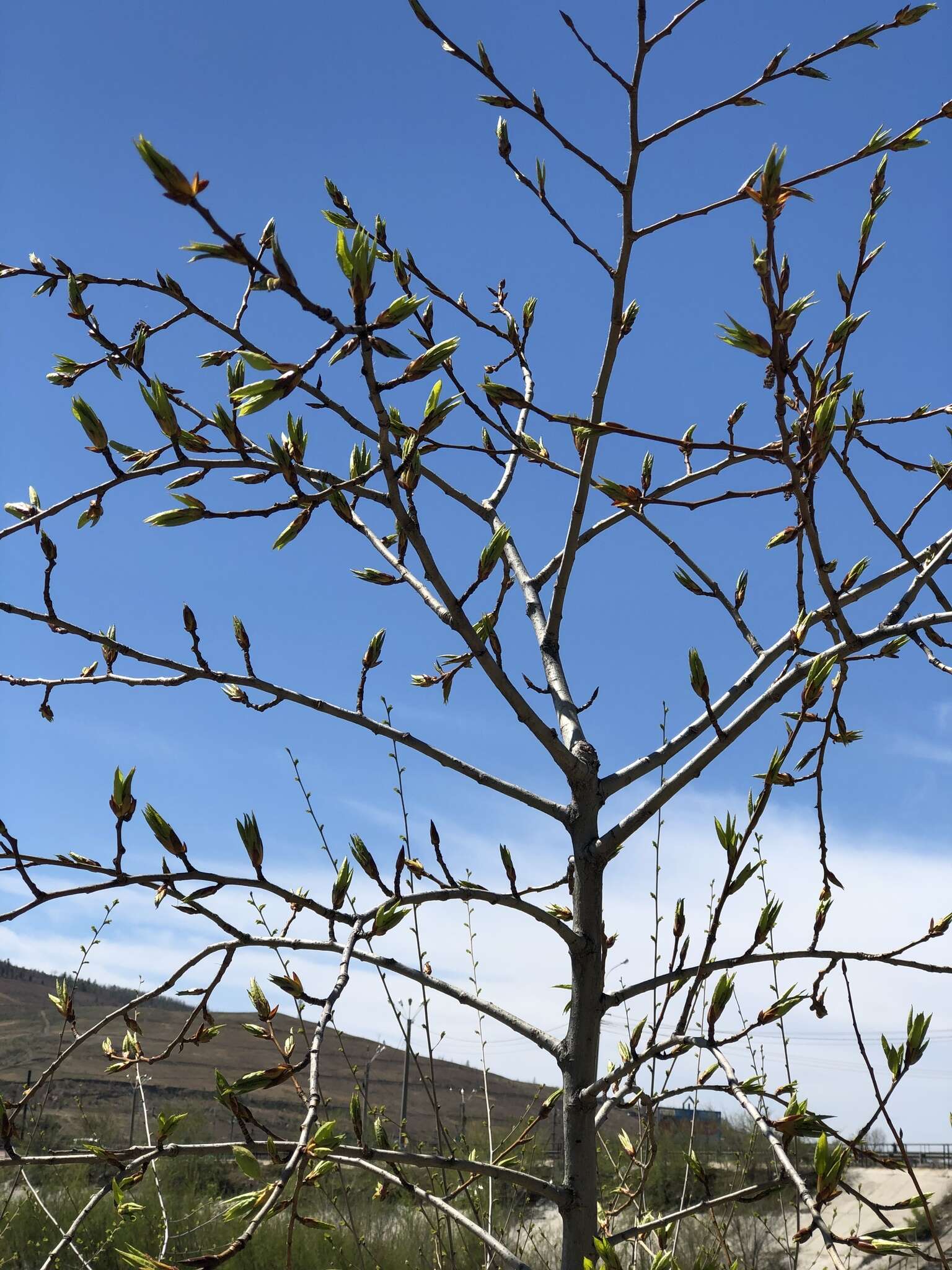 Image of Populus suaveolens Fisch.