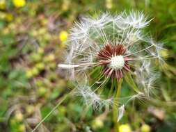 Image of Taraxacum lacistophyllum Dahlst.