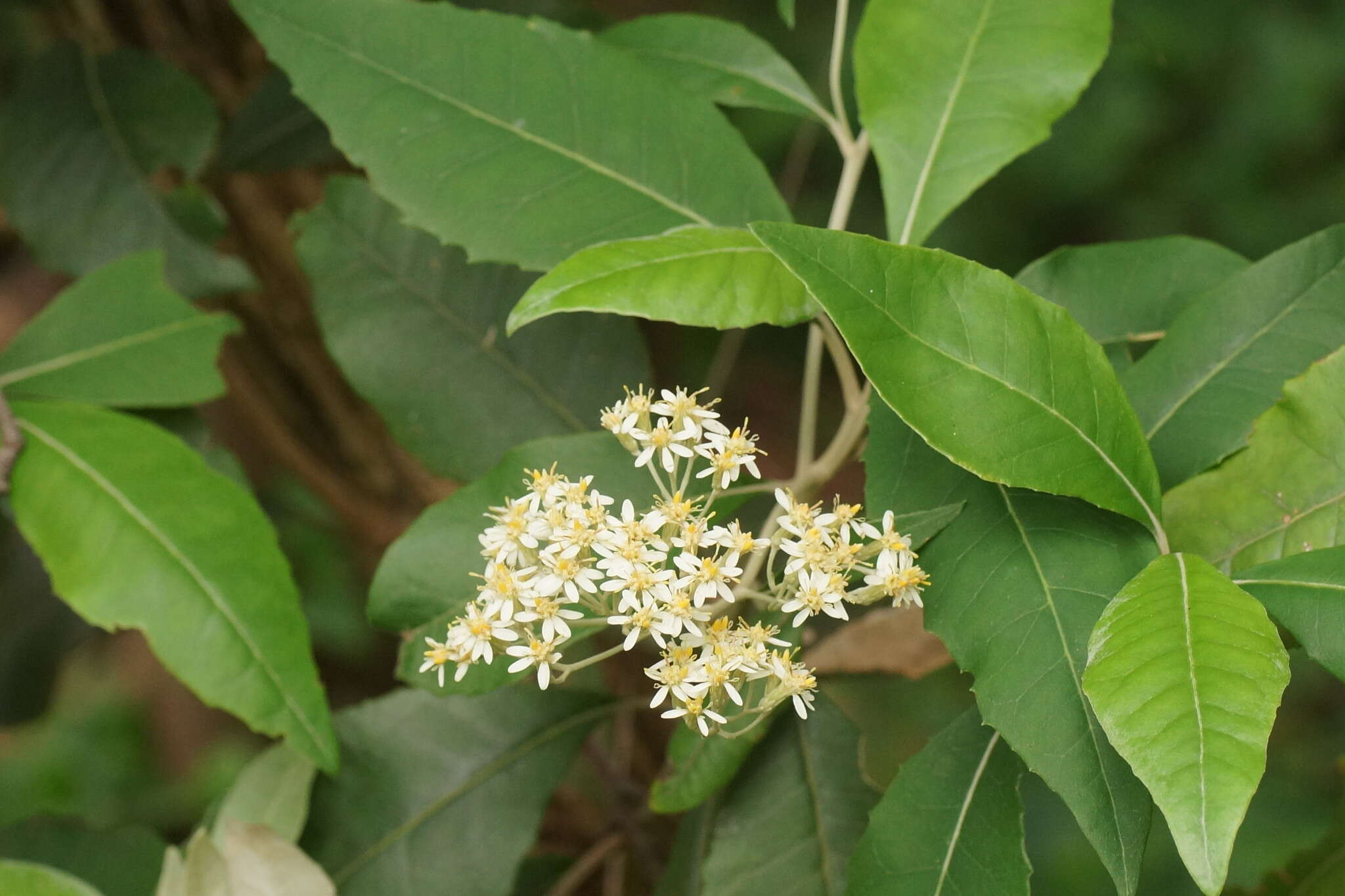 Olearia argophylla (Labill.) F. Müll. resmi