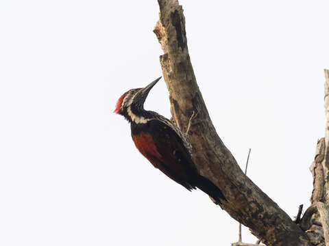 Image of Lesser Crimson-backed Flameback