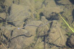 Image of Thamnophis elegans elegans (Baird & Girard 1853)