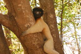 Image of Crowned Sifaka