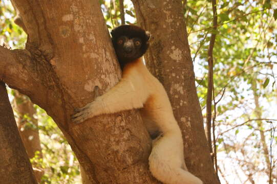 Imagem de Propithecus coronatus A. Milne-Edwards 1871