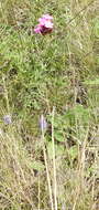 صورة Dianthus capitatus subsp. andrzejowskianus Zapal.