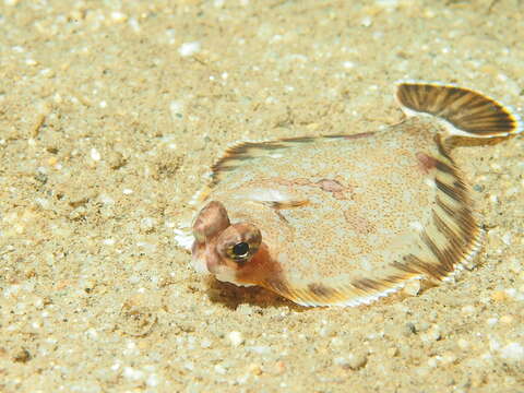 Image of Hornyhead turbot