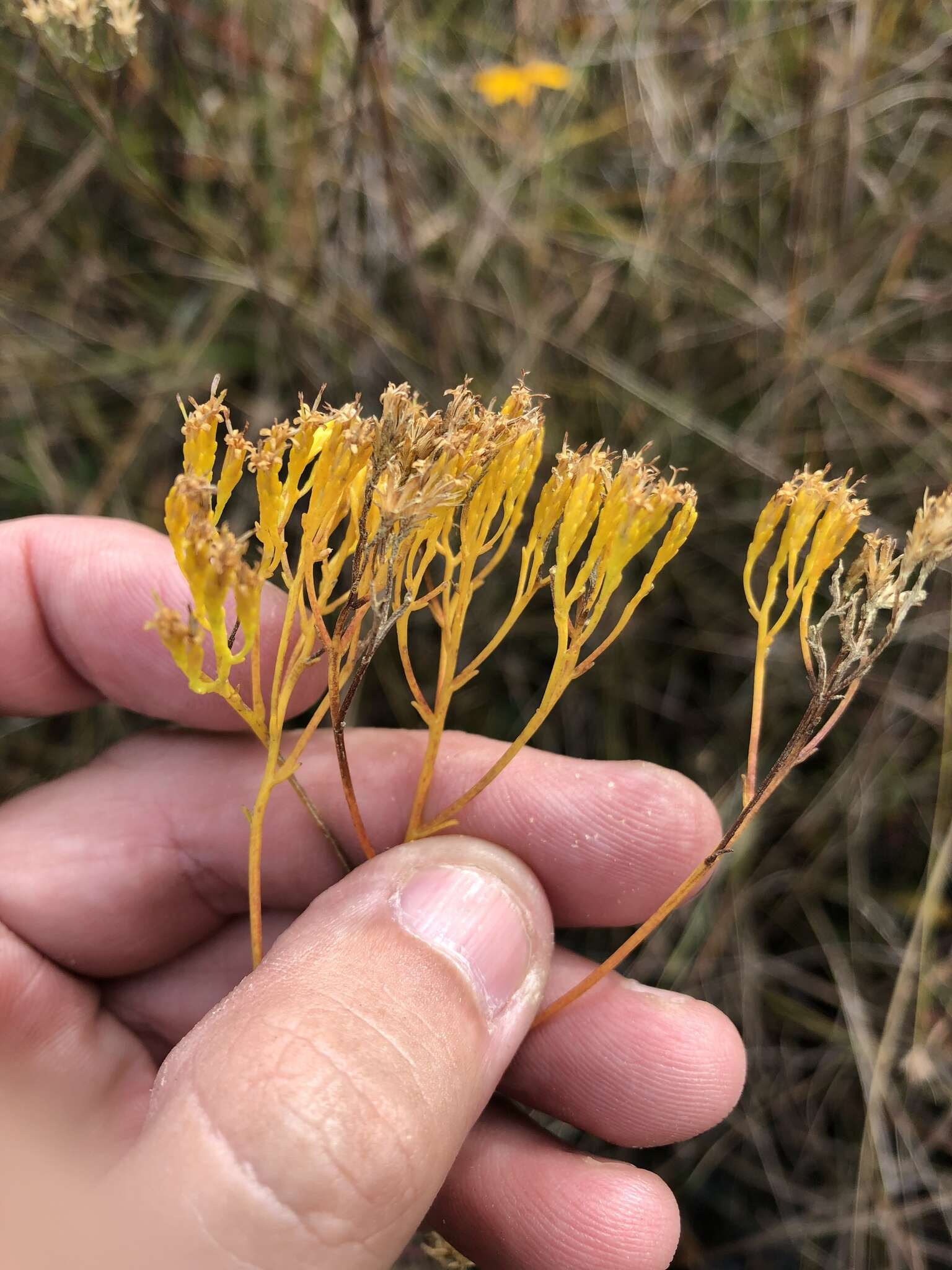 Image of Pineland Rayless-Goldenrod