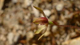 صورة Caladenia atradenia D. L. Jones, Molloy & M. A. Clem.