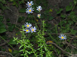 Imagem de Felicia aethiopica subsp. ecklonis (Lees.) Grau