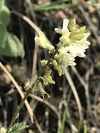 Sivun Astragalus strigulosus Kunth kuva