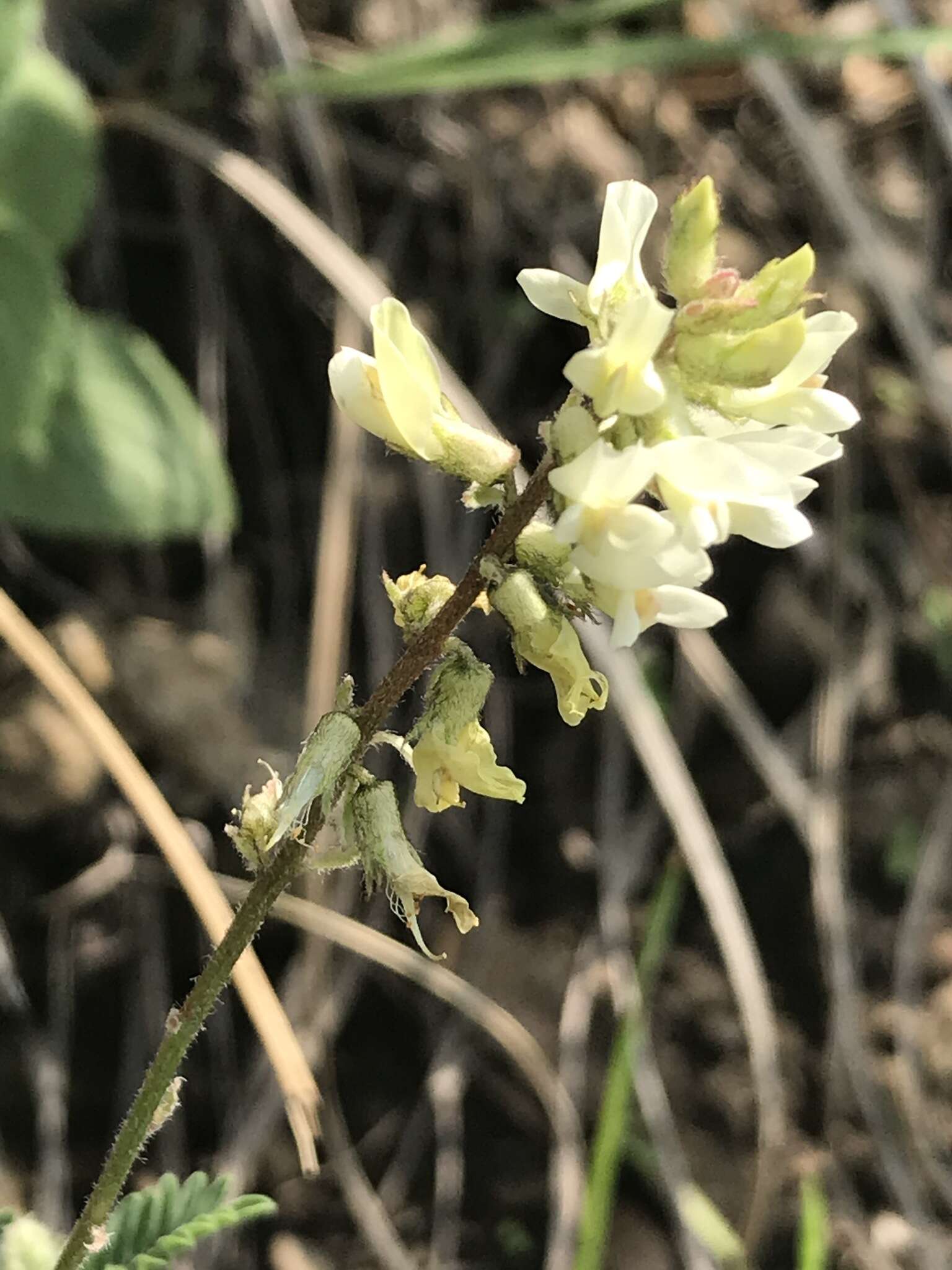 Image of Astragalus strigulosus Kunth