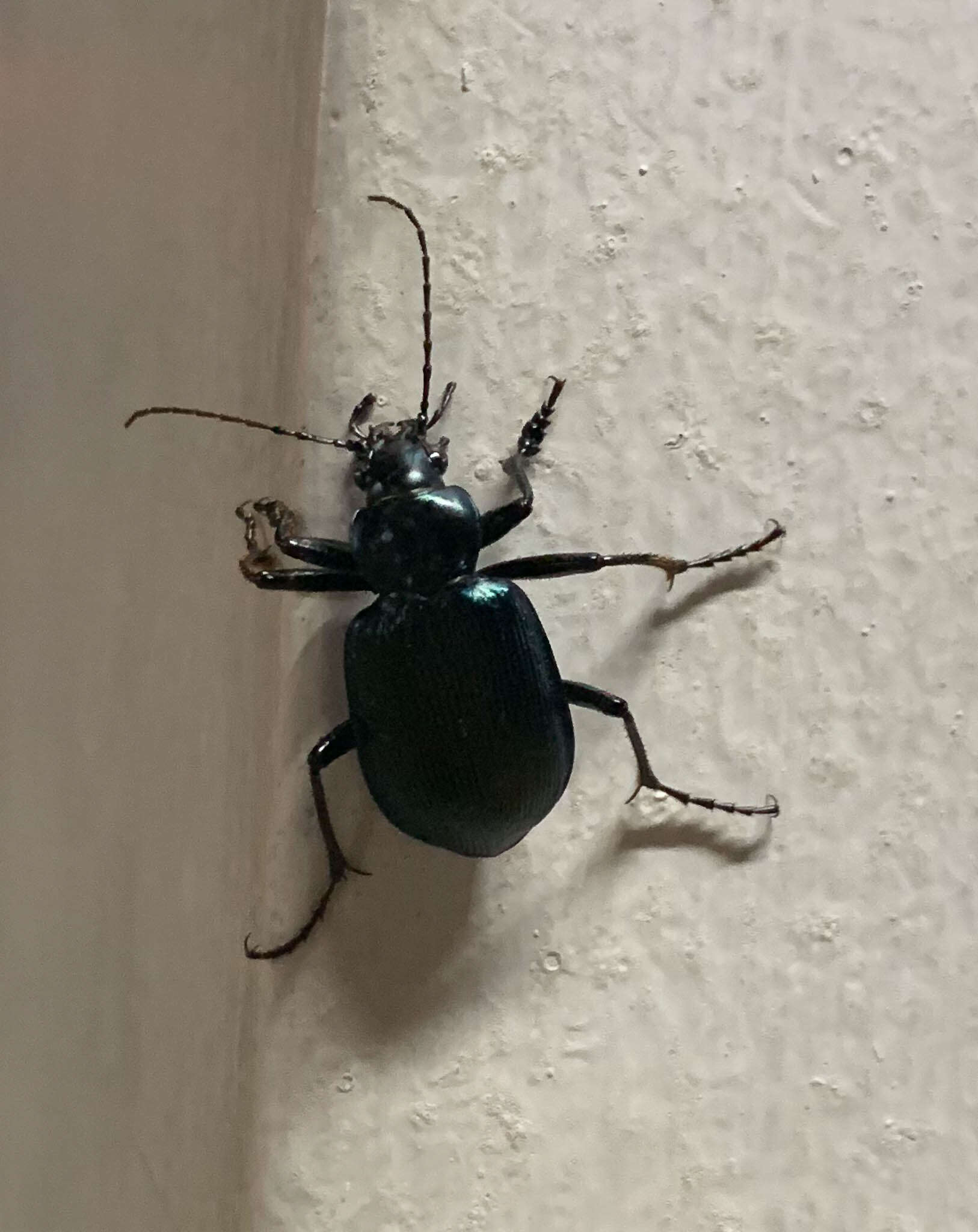 Слика од Calosoma (Castrida) granatense Géhin 1885