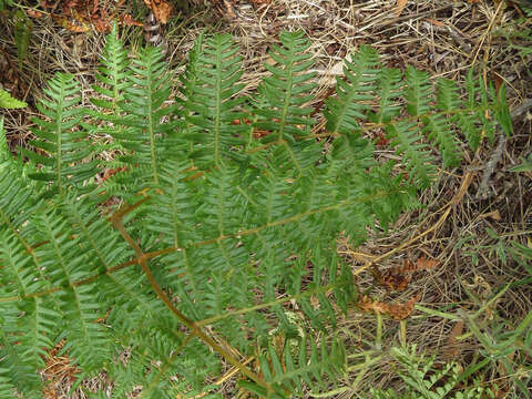 Image of Pteridium arachnoideum subsp. arachnoideum