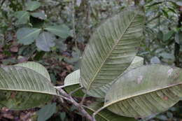 Image of Magnolia chiguila F. Arroyo, Á. J. Pérez & A. Vázquez