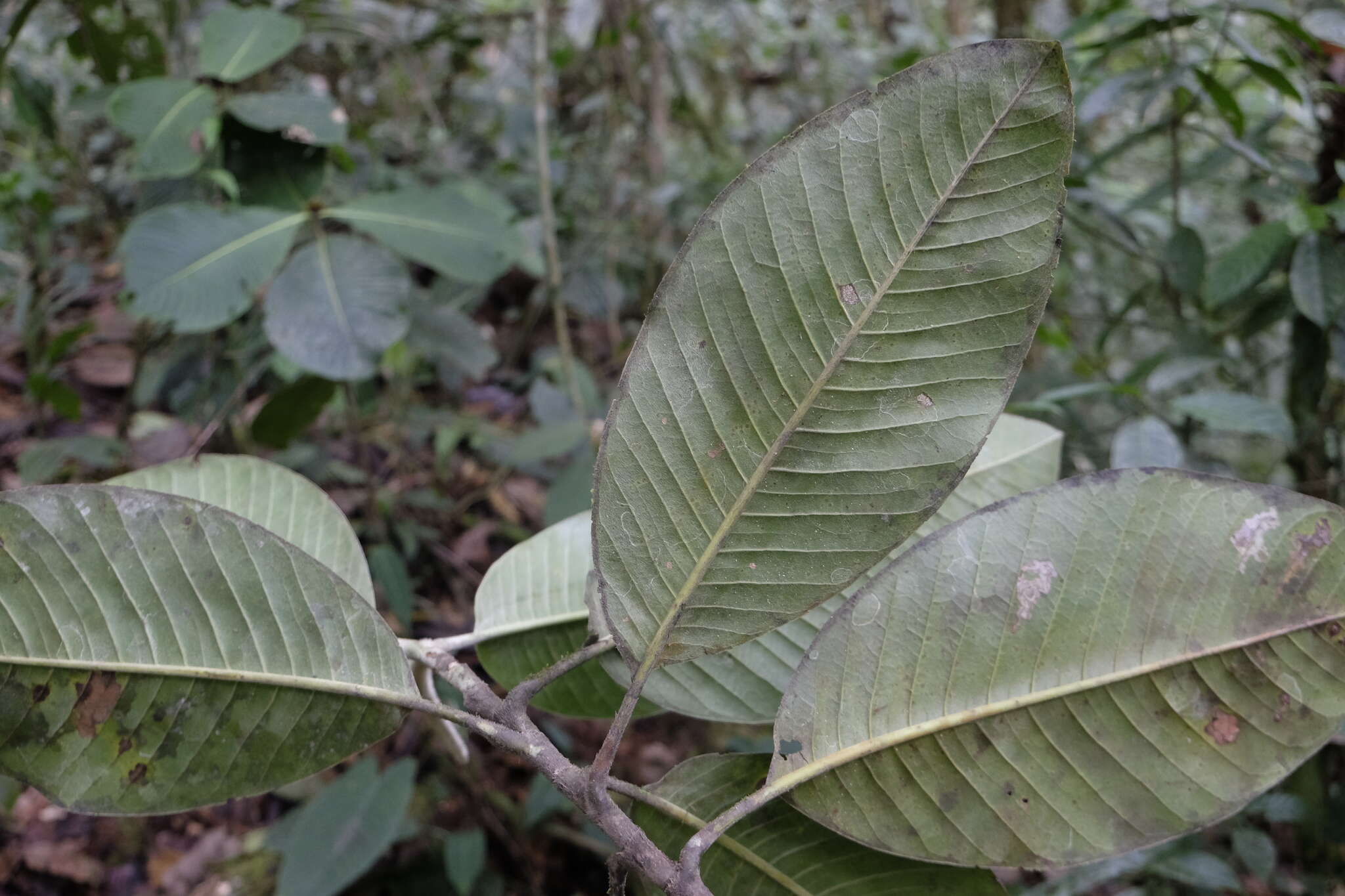 Слика од Magnolia chiguila F. Arroyo, Á. J. Pérez & A. Vázquez