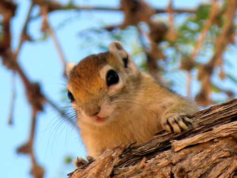 Image of Congo Rope Squirrel