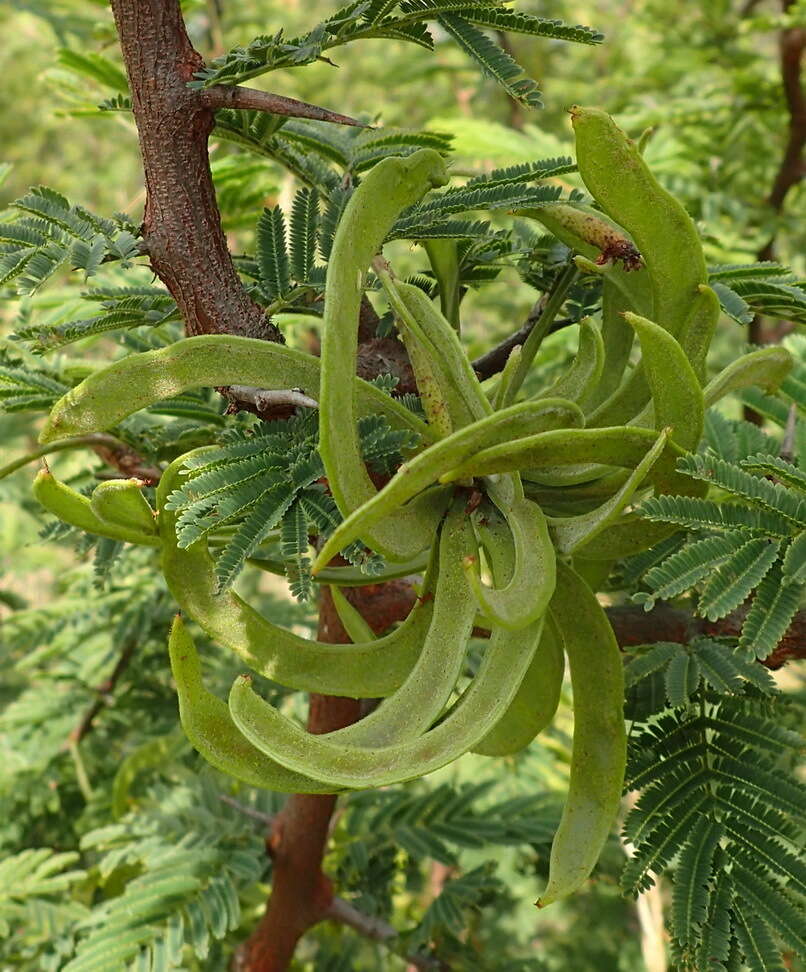 Слика од Dichrostachys cinerea subsp. africana Brenan & Brummitt