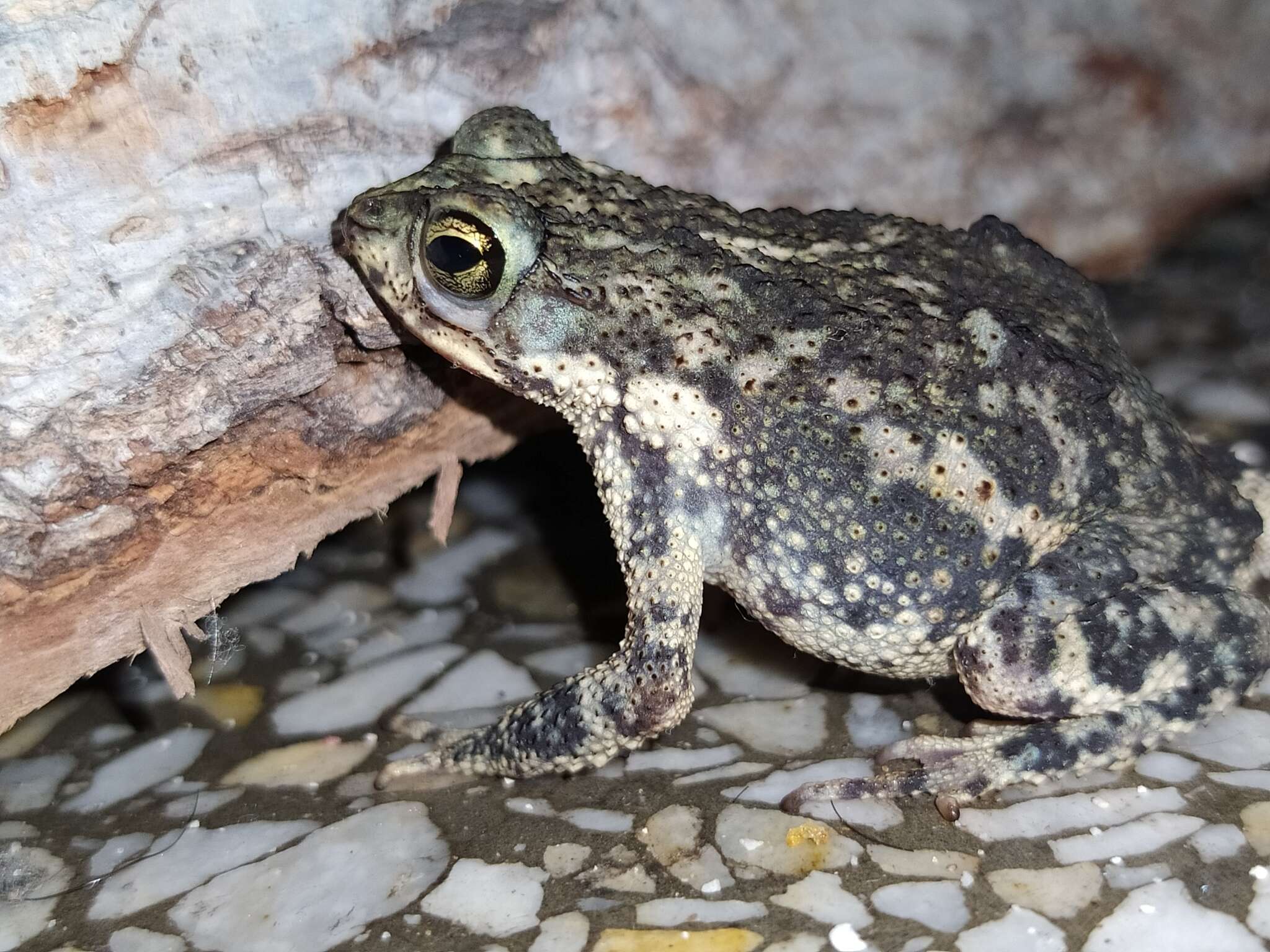 Rhinella beebei (Gallardo 1965) resmi