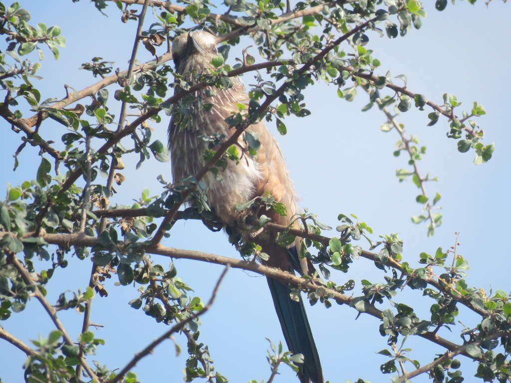 Image of Purple Roller