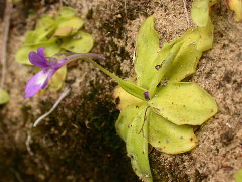 Image of Pinguicula caussensis (Casper) Roccia