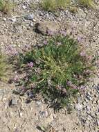 Image of prairie milkvetch