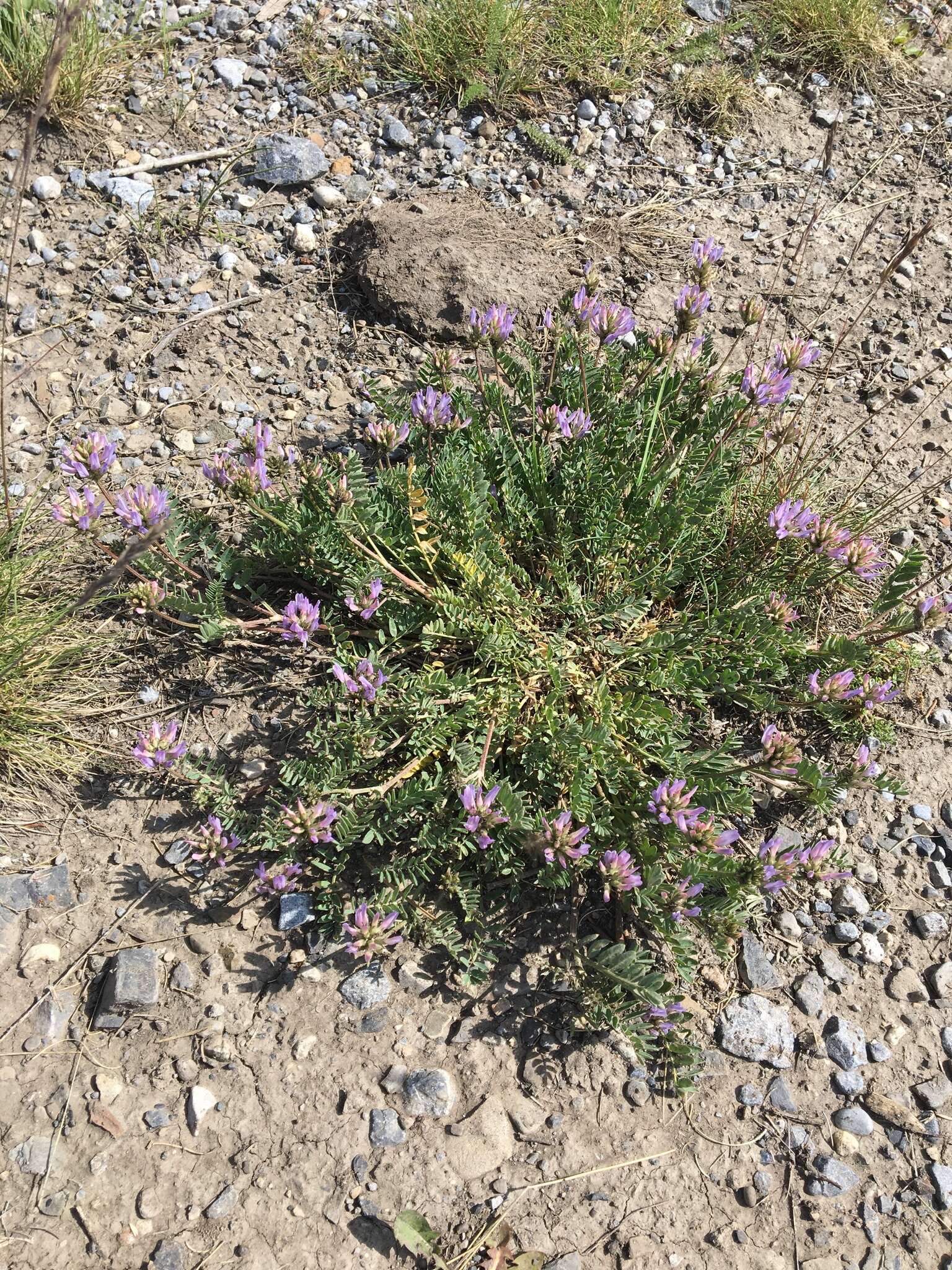 Image of prairie milkvetch