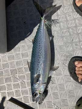 Image of Blue Mackerel