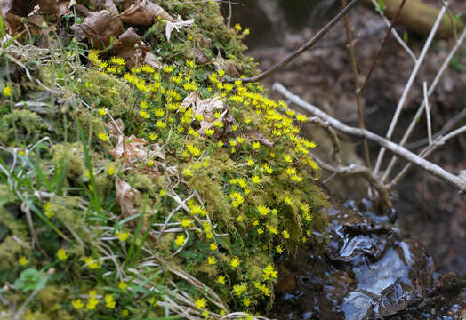 Image of Chrysosplenium album Maxim.