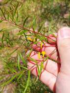 Plancia ëd Persoonia nutans R. Br.