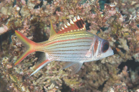 Image of Armed Squirrel-fish