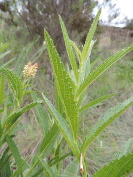 Image of Acalypha depressinervia (Kuntze) K. Schum.