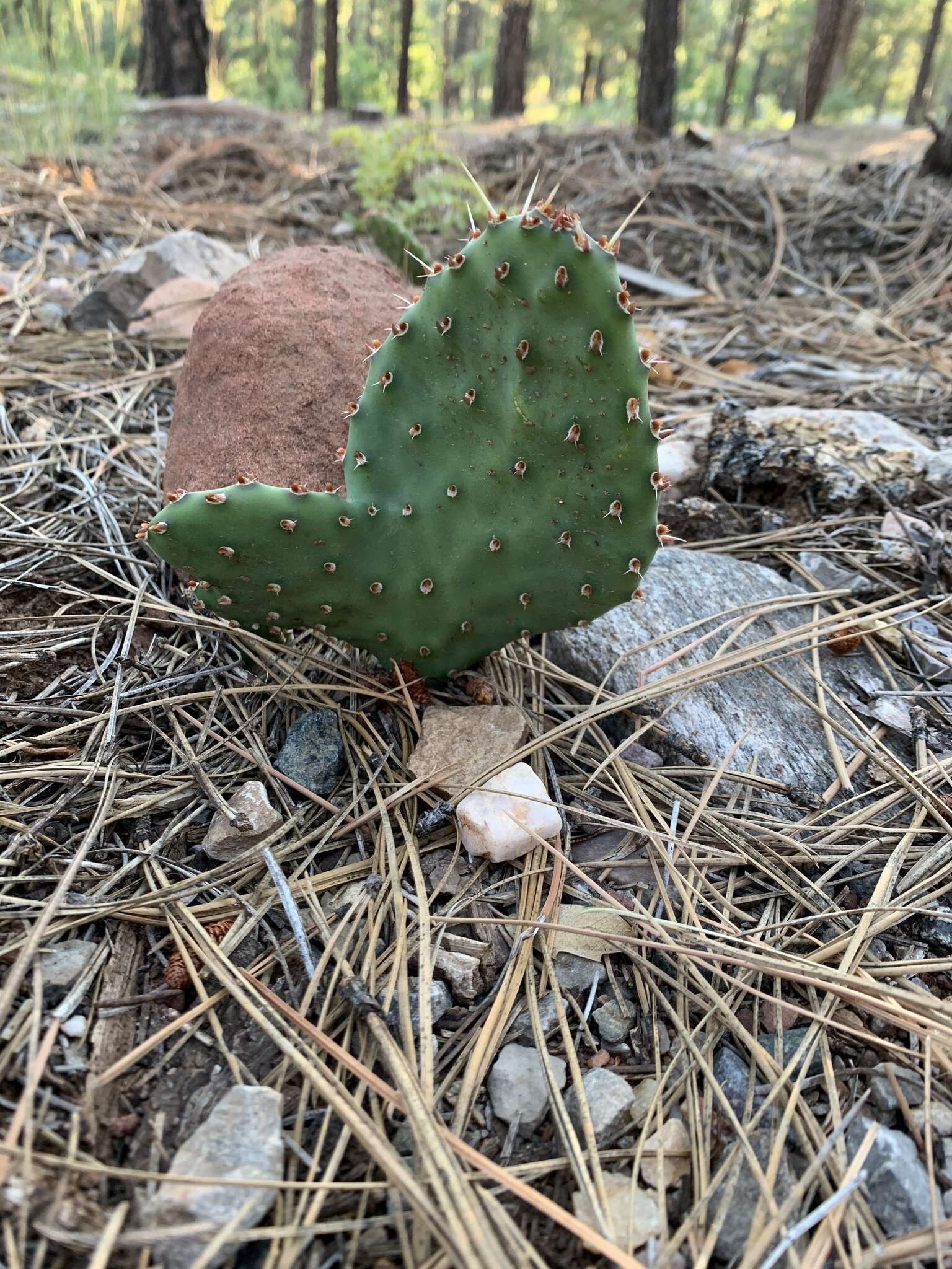 Image of twistspine pricklypear