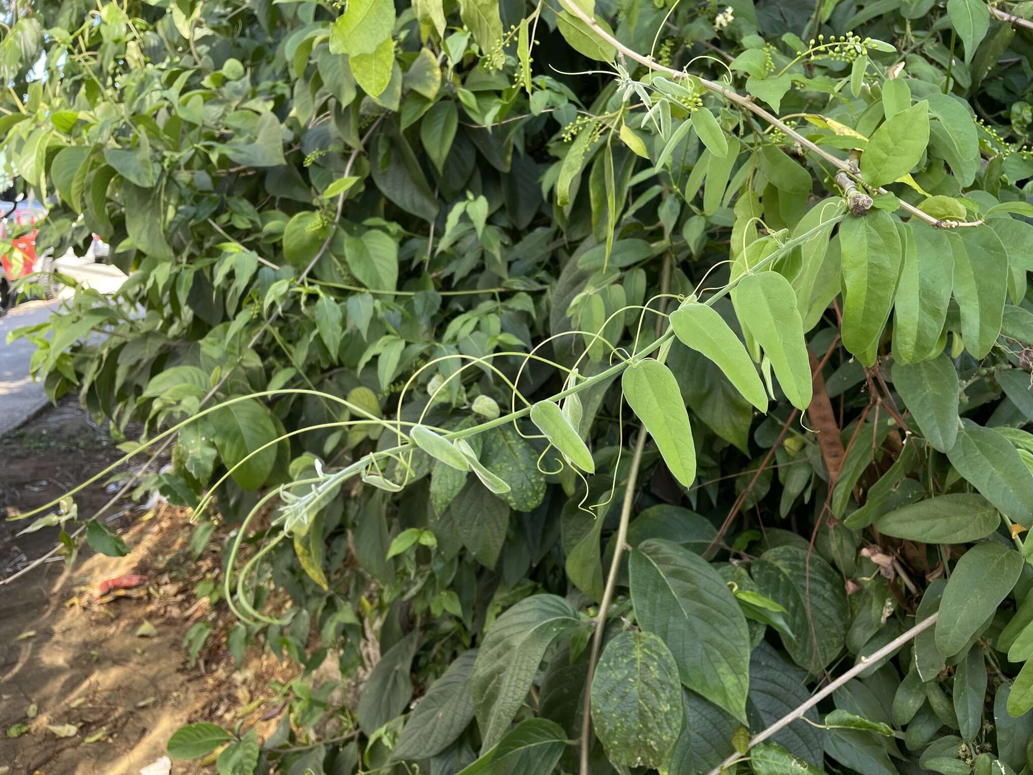 Image de Passiflora multiflora L.