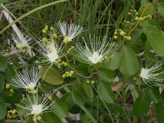 Image of Cynophalla retusa (Griseb.) Cornejo & Iltis