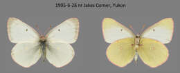 Plancia ëd <i>Colias philodice vitabunda</i> Hovanitz 1943