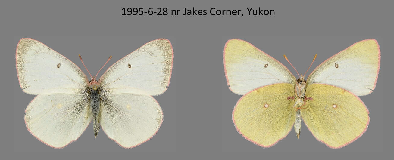 Plancia ëd <i>Colias philodice vitabunda</i> Hovanitz 1943