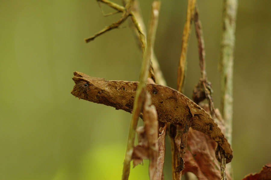 Image of Brown Leaf Chameleon