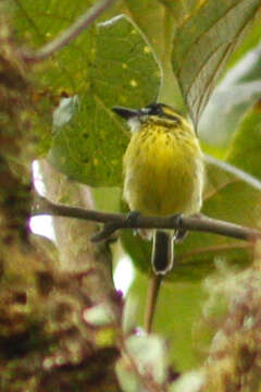 Image of Yellow-browed Tody-Flycatcher