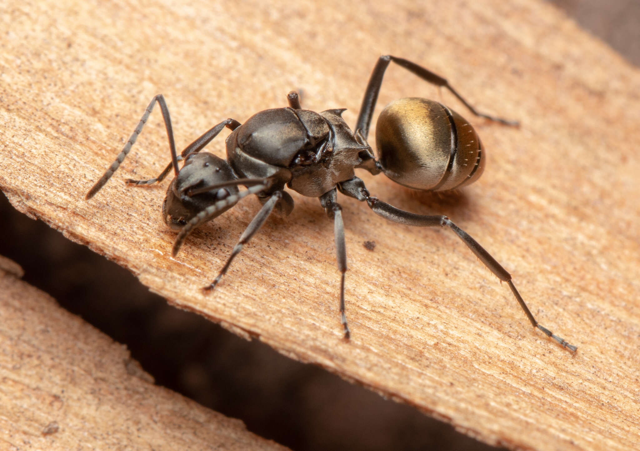 Image de Polyrhachis tubifera Forel 1902