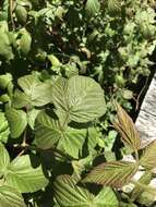 Image of grayleaf red raspberry