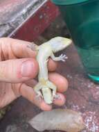 Image of gold dust day gecko