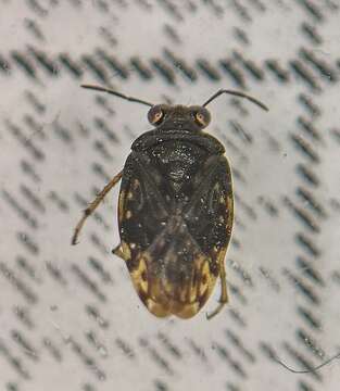 Image of common shorebug