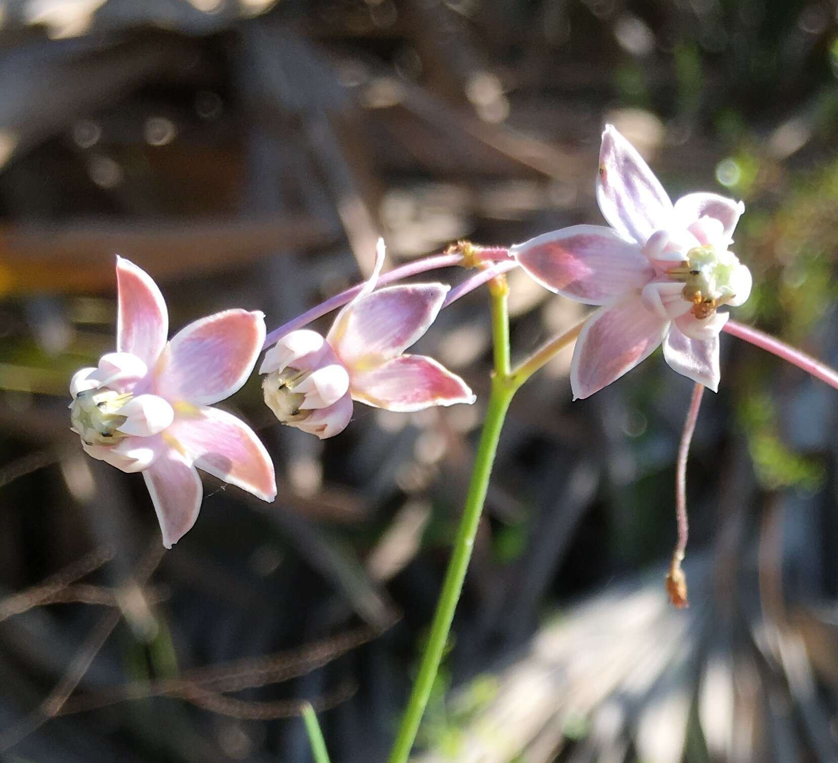 Image of Carolina milkweed