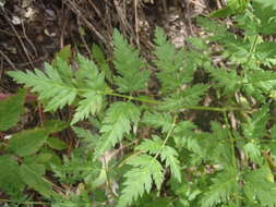 Ligusticum porteri Coult. & N. E. Rose resmi