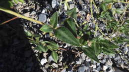 Image of Silverleaf Desmodium